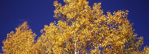 Framed Aspen trees against a Blue Sky, Colorado Print