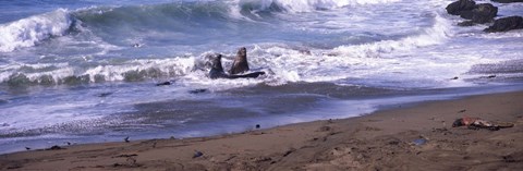Framed Elephant seals in the sea, San Luis Obispo County, California, USA Print