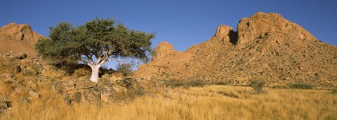 Framed Tree in the Namib Desert, Namibia Print