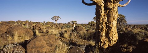 Framed Quiver tree (Aloe dichotoma) growing in a desert, Namibia Print