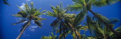 Framed Palm Trees, Maui, Hawaii (low angle view) Print