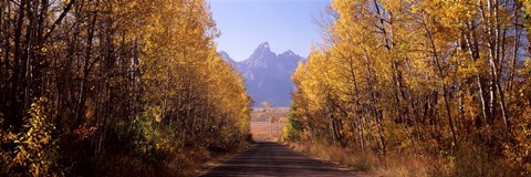 Framed Road passing through a forest, Grand Teton National Park, Teton County, Wyoming, USA Print