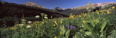 Framed Wildflowers in a forest, West Maroon Pass, Crested Butte, Gunnison County, Colorado, USA Print