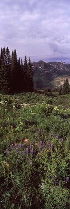 Framed Forest, Washington Gulch Trail, Crested Butte, Gunnison County, Colorado (vertical) Print