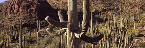 Framed Cacti on a landscape, Arizona Print