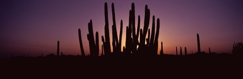 Framed Silhouette of Organ Pipe cacti (Stenocereus thurberi) on a landscape, Organ Pipe Cactus National Monument, Arizona, USA Print