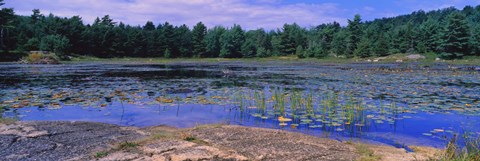Framed Pond in a national park, Bubble Pond, Acadia National Park, Mount Desert Island, Hancock County, Maine, USA Print