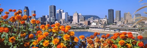 Framed Blooming flowers with city skyline in the background, Montreal, Quebec, Canada 2010 Print