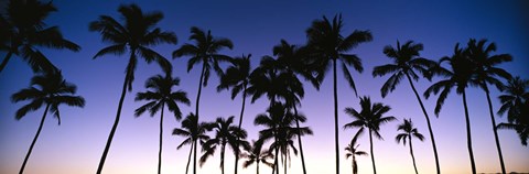 Framed Silhouettes of palm trees at sunset Print