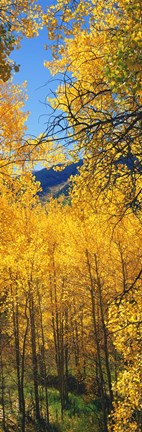 Framed Valley with Aspen trees in autumn, Colorado, USA Print