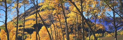 Framed Aspen trees in autumn with mountain in the background, Maroon Bells, Elk Mountains, Pitkin County, Colorado, USA Print