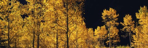 Framed Aspen trees in autumn, Colorado, USA Print
