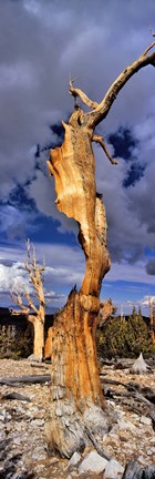 Framed Bristlecone pine trees (Pinus longaeva) on a landscape, White Mountain, California, USA Print