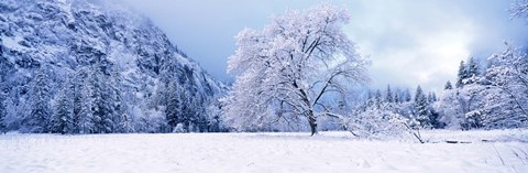 Framed Snow covered oak trees in a valley, Yosemite National Park, California, USA Print
