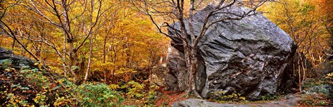 Framed Big boulder in a forest, Stowe, Lamoille County, Vermont, USA Print