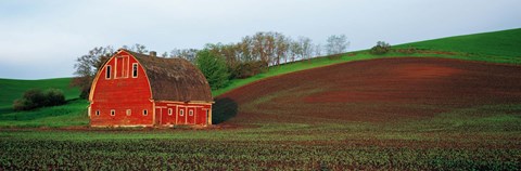 Framed Red Barn in a Field at Sunset, Washington State, USA Print