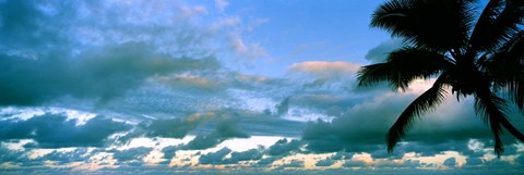 Framed Palm tree on the beach, Hawaii, USA Print