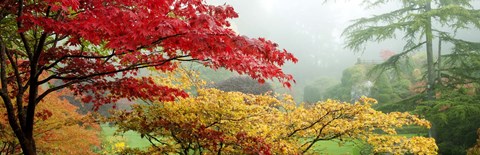 Framed Red &amp; Yellow Trees in Butchart Gardens, Vancouver Island, British Columbia, Canada Print