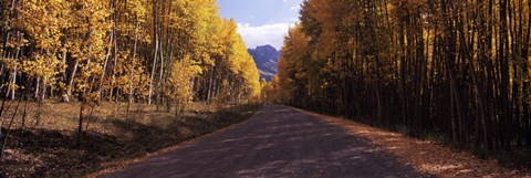 Framed Trees both sides of a dirt road, Jackson Guard Station, Owl Creek Pass, Ridgway, Colorado, USA Print