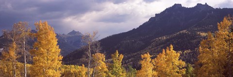 Framed Trees in a forest, U.S. Route 550, Jackson Guard Station, Colorado, USA Print