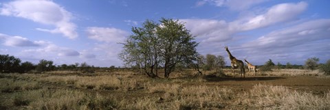 Framed Female giraffe with its calf on the bush savannah, Kruger National Park, South Africa Print