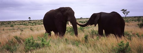 Framed Two African elephants (Loxodonta Africana) socialize on the savannah plains, Kruger National Park, South Africa Print
