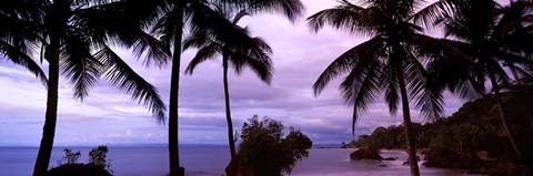 Palm trees on the coast, Colombia (purple sky with clouds) by Panoramic Images