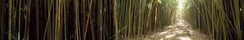Framed Sun shining through a bamboo forest, Oheo Gulch, Seven Sacred Pools, Hana, Maui, Hawaii, USA Print