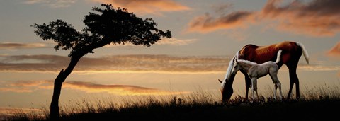 Framed Horse mare and a foal grazing by tree at sunset Print