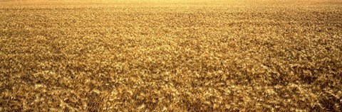 Framed Panorama of amber waves of grain, wheat field in Provence-Alpes-Cote D&#39;Azur, France Print