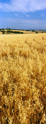 Framed Wheat crop in a field, Willamette Valley, Oregon, USA Print