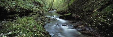 Framed River flowing through a forest, River Lyd, Lydford Gorge, Dartmoor, Devon, England Print