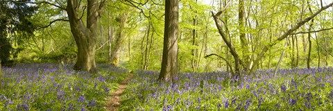 Framed Trees in a forest, Thursford Wood, Norfolk, England Print