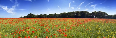 Framed Poppies in a field, Norfolk, England Print