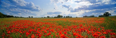 Framed Close Up of Red Poppies in a field, Norfolk, England Print