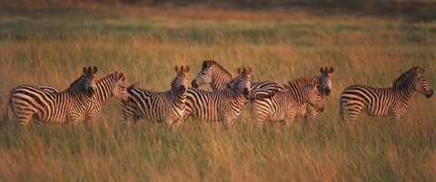 Framed Burchell's zebras (Equus quagga burchellii) in a forest, Masai Mara National Reserve, Kenya Print