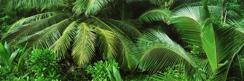 Framed Palm fronds and green vegetation, Seychelles Print