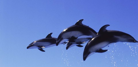 Framed Four Bottle-nosed dolphins (Tursiops truncatus) in flight Print