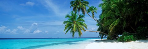 Framed Palm trees on the beach, Fihalhohi Island, Maldives Print