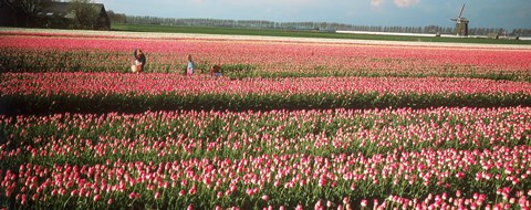 Framed Mother and daughters in field of red tulips, Alkmaar, Netherlands Print