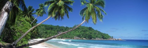 Framed Palm trees on the beach, Anse Severe, La Digue Island, Seychelles Print