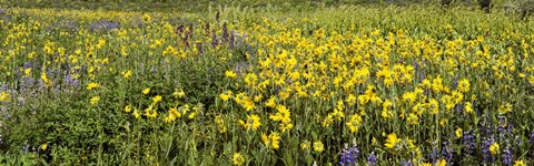 Framed Wildflowers in a field, Crested Butte, Gunnison County, Colorado, USA Print