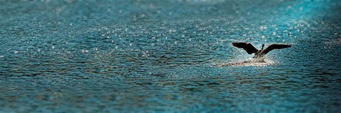 Framed Bird taking off over water Print
