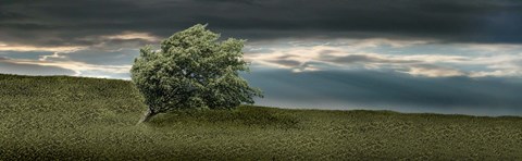 Framed Tree swaying in storm Print