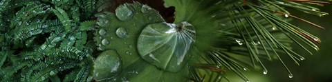 Framed Water Droplets on Leaves Print