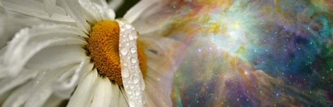 Framed Daisy with Hubble cosmos Print