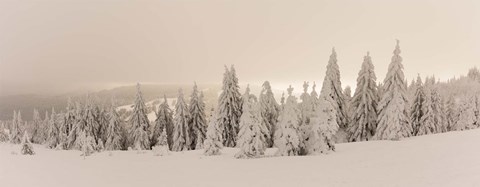 Framed Snow covered trees on a hill, Feldberg, Black Forest, Baden-Wurttemberg, Germany Print