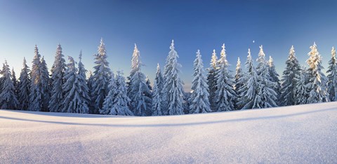 Framed Snow covered trees on a landscape, Belchen Mountain, Black Forest, Baden-Wurttemberg, Germany Print