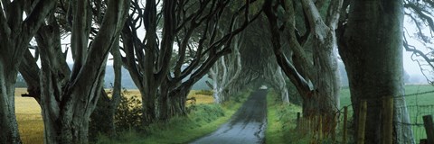 Framed Road at the Dark Hedges, Armoy, County Antrim, Northern Ireland Print