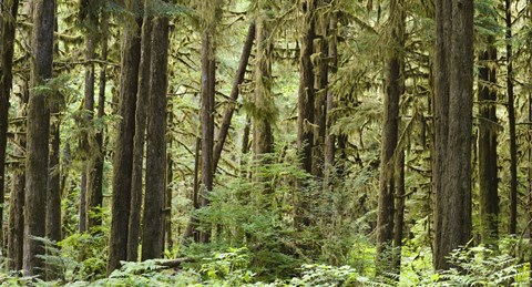 Framed Trees in a forest, Quinault Rainforest, Olympic National Park, Washington State Print